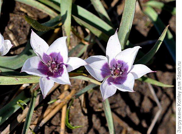 Тюльпан миниатюрный Montana Geel 2