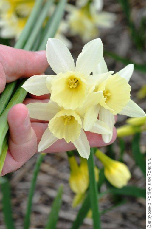 Сорт Lemon Drops_DSC8419 (3)