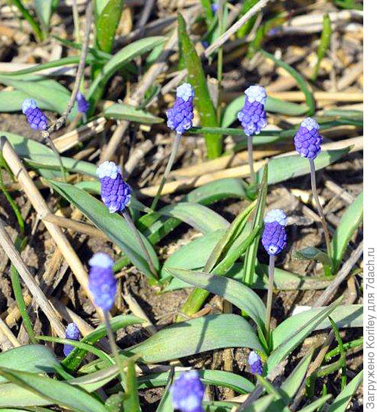 Миниатюрные мускари 3