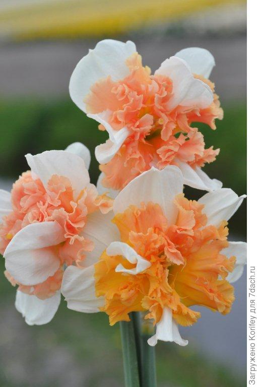 Нарцисс с махровой коронкой 2