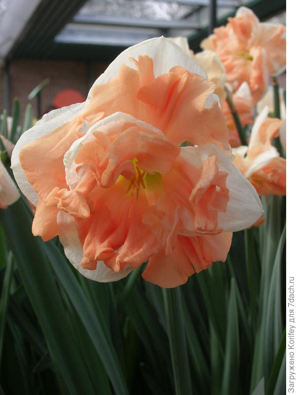 Сорт Apricot Whirl _DSCN4079