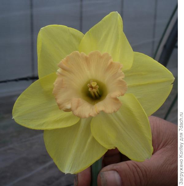 Сорт Billy Glaham _P4250667_1