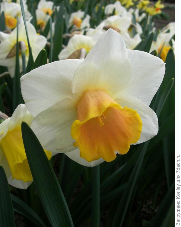 Вот реальный сорт Salome_DSCN4751