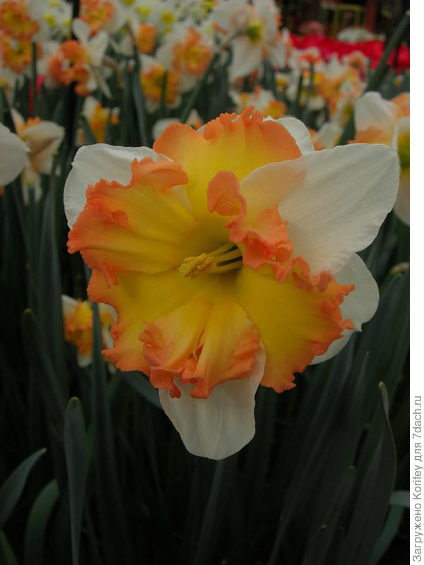 Сорт Taurus_DSCN4109