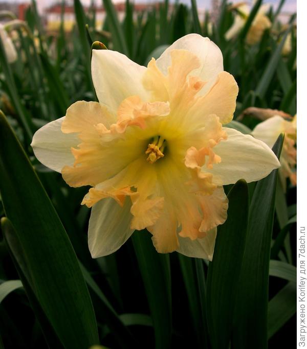 Palmares (Taurus)_DSCN4451