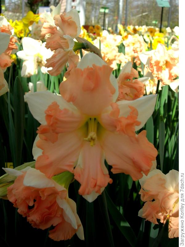 Сорт Walz _DSCN4247