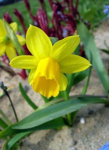 Сорт Тете-а-Тете