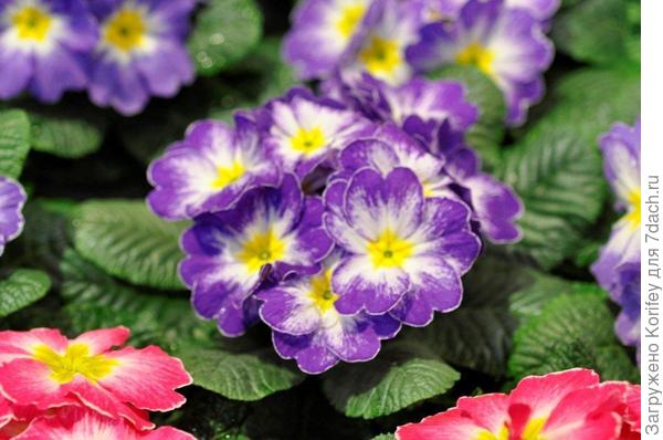 Новые сорта примул