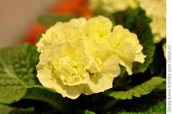 Новые сорта примул 3