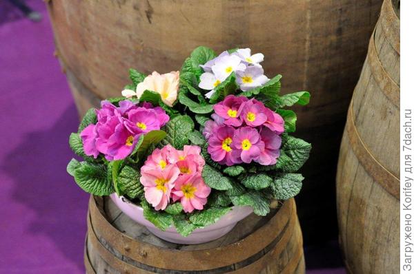 Новые сорта примул 6