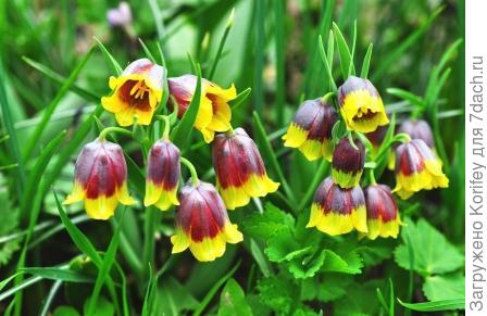 Фритиллярия Михайловского