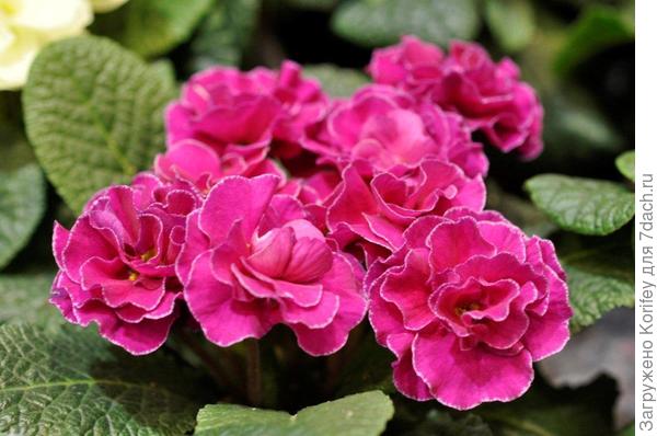 Новые сорта примул 7