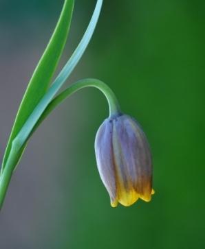 Фритиллярия ассирийская