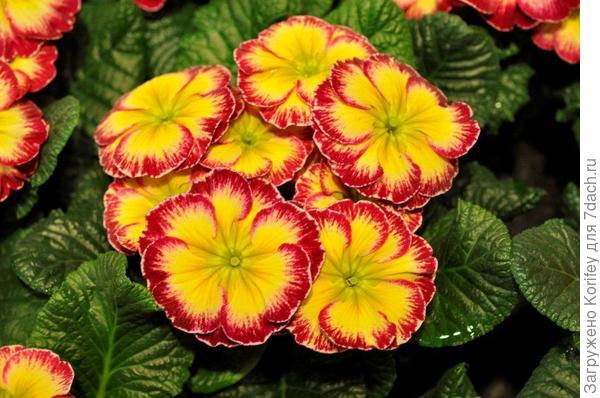 Новые сорта примул 4