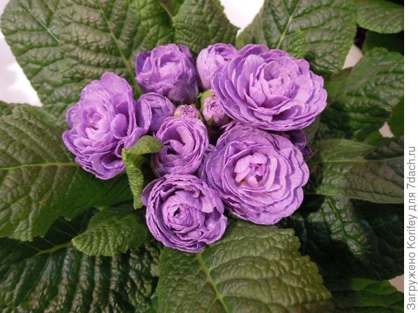 Новые сорта примул 8