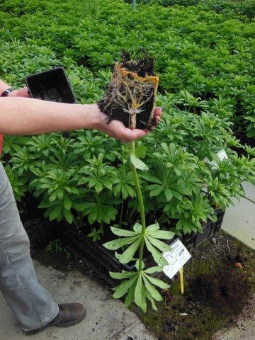 Хорошо развитая корневая система