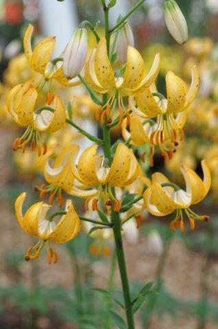 Сорт Mrs.R.O.Backhouse_DSC0901