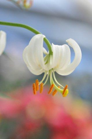 Martagon Album_DSC1546