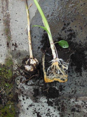 Хорошо развитая корневая система 2