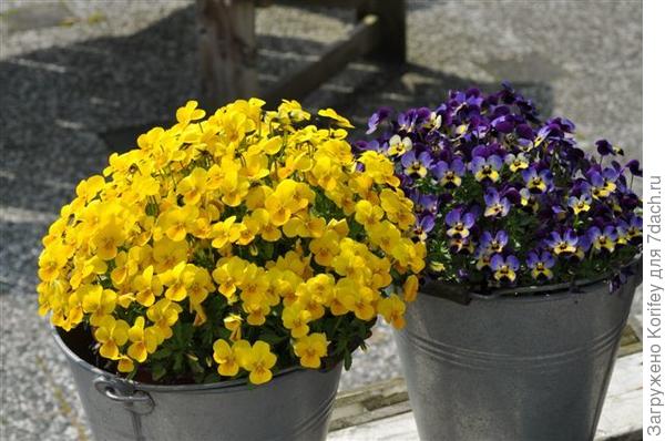 Желтый и темно-синий