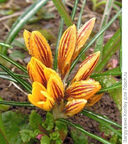 Gipsy Girl_Crocus chrysantus_DSCN1230