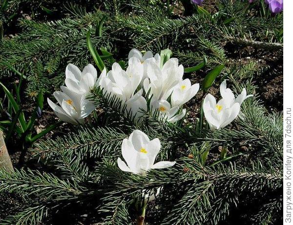 Jeanne d'Arc_Crocus vernus 3