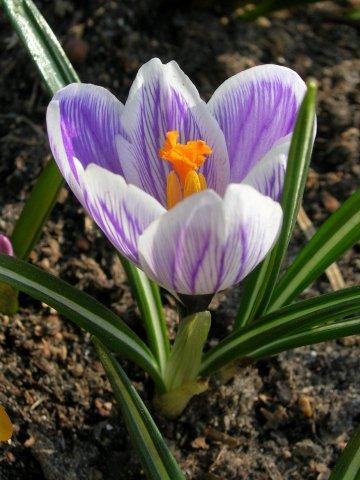 Pickwick_Crocus vernus_DSCN3696