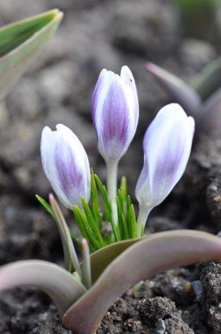 Prins Claus_Crocus chrysantus_DSC_0299 (75)