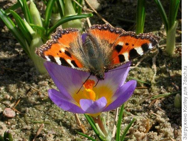Tricolor with butterfly_Crocus chrysantus_DSCN6782