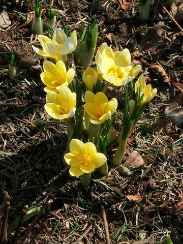 Cream Beauty_Crocus chrysantus_DSCN6804