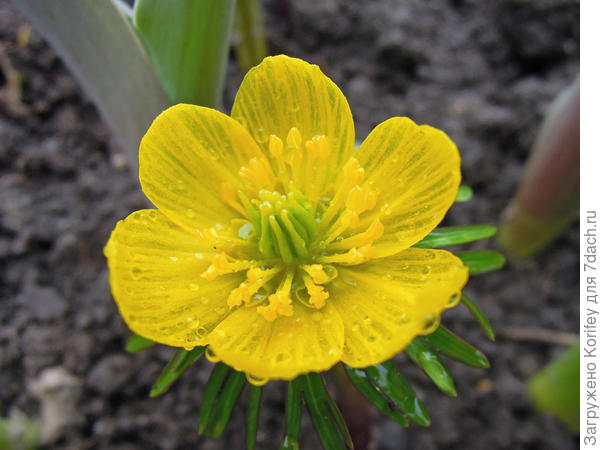 Eranthis hiemalis