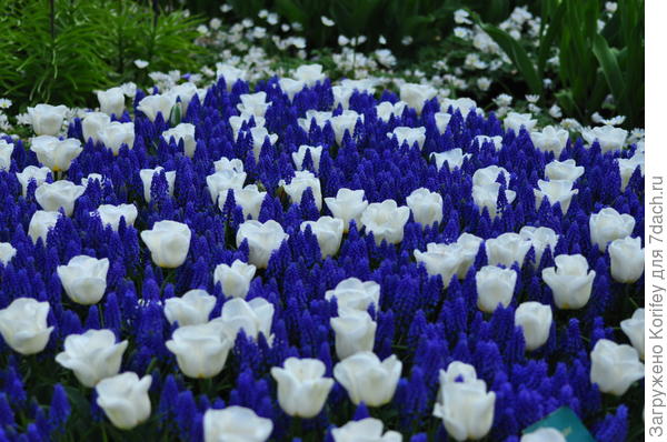 Или же мускари Armeniacum и белые тюльпаны сорта Калгари