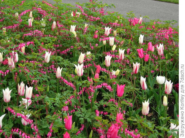 Можно посадить и розовую дицентру, но дополнить её белыми тюльпанами или нарциссами