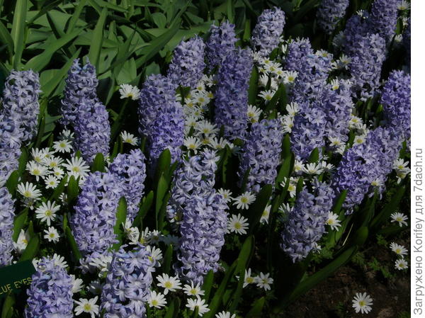 Гиацинты и анемона нежная