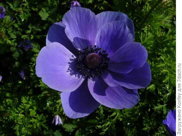 Анемона корончатая, цветет летом