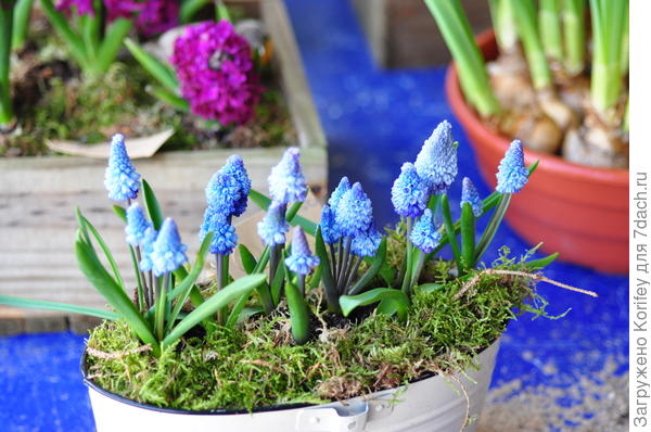 Azureum in pot_DSC_7074