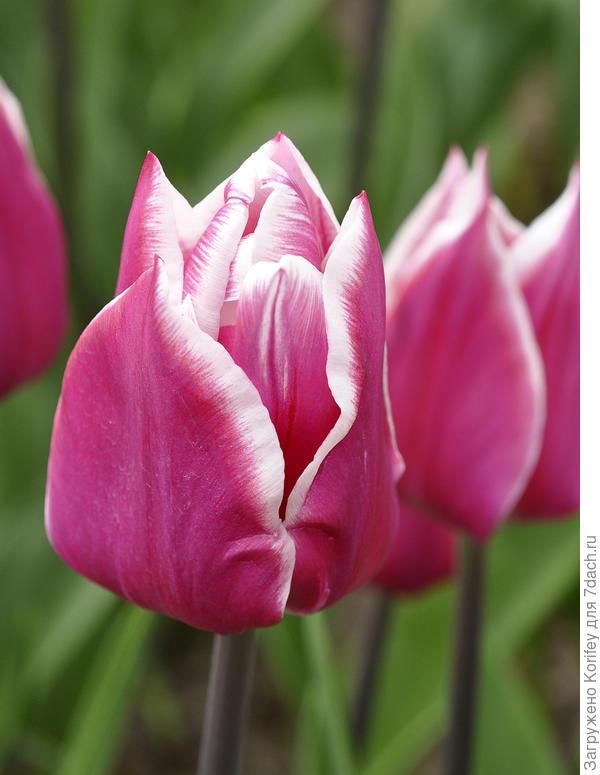 Сорт Dream World