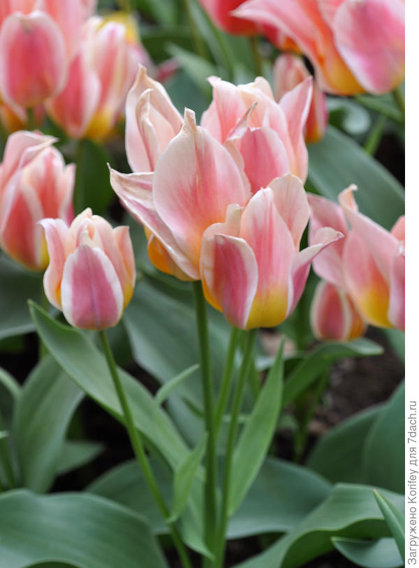 Многоцветковый сорт Quebeck