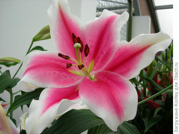 Красивый ЛО гибрид Pink Brilliant_LO_DSCN7596