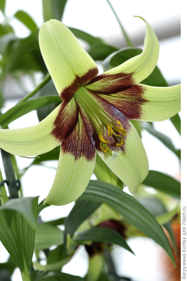 Или вот видовая Непальская лилия - lilium Nepalenese_Specie_DSC0935