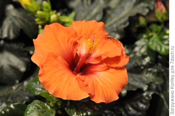 Оранжевый, очень крупный