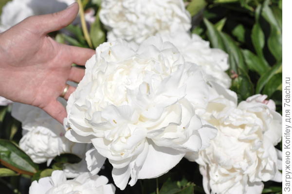 Он же, Nick Shaylor на фоне руки. Понятен размер самого крупного цветка