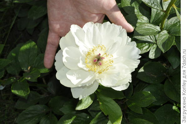 На самом деле мне очень нравится этот кремово-желтый, вернее кремово-лаймовый пион сорта Creme Geel, который так и переводится Кремово-Желтый