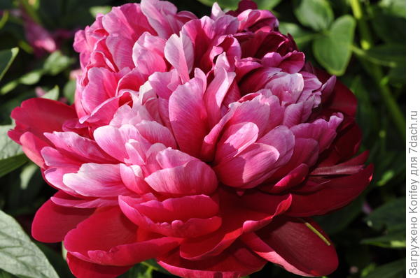 Отцветающий Henry Bockstoce