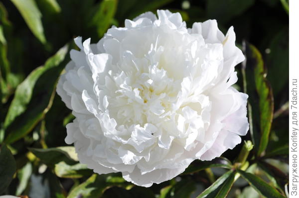 и Florence Nichols во всей красе