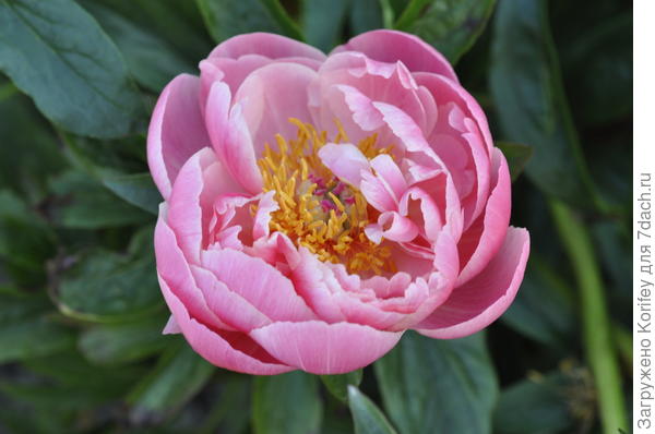 А это он же, Coral Sunset, в полуроспуске