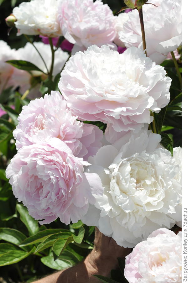 Он же в разных стадиях цветения