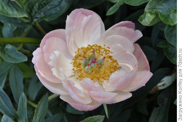 А это сорт Coral Sunset. тоже коралловый, но менее яркий