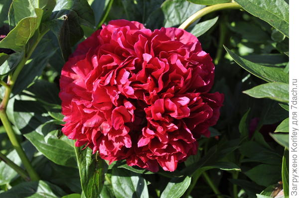 Ярко красный и очень крупный сорт Carol