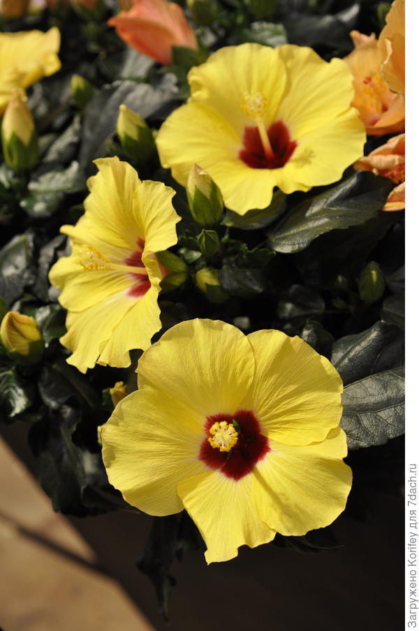 Вот ещё пару красивых и ярких